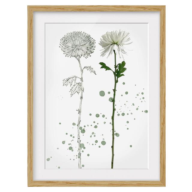 Botanical Watercolour - Dandelion - Picture Frame Painting Rosalind Wheeler Size: 100cm H x 70cm W x 2cm D, Frame Option: Brown Framed on Productcaster.