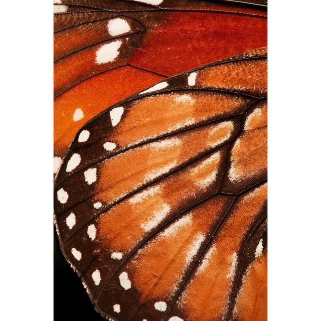 Wapella Butterfly Wing by GabrielLD - Wrapped Canvas Print Marlow Home Co. Size: 76cm H x 51cm W x 3.8cm D on Productcaster.