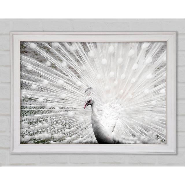 White Peacock - Single Picture Frame Art Prints Bright Star Size: 59.7cm H x 84.1cm W x 1.5cm D on Productcaster.