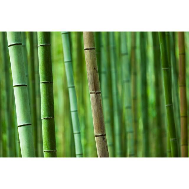 Bamboo Grove by 35007 - No Frame Print on Canvas 17 Stories Size: 51cm H x 76cm W on Productcaster.