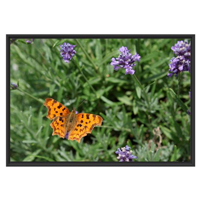 Gerahmtes Wandbild Schmetterling auf Blumenwiese East Urban Home Größe: 70 cm H x 100 cm B on Productcaster.