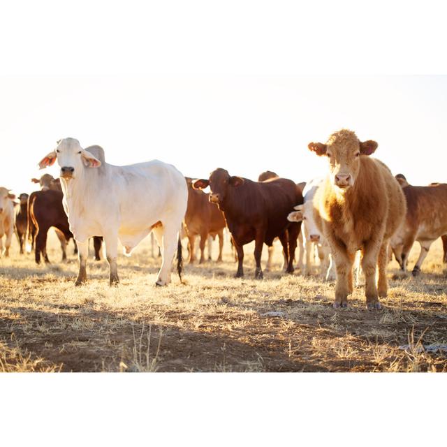 Cattle On A Cattle Station - Wrapped Canvas Art Prints Brambly Cottage Size: 81cm H x 122cm W x 3.8cm D on Productcaster.