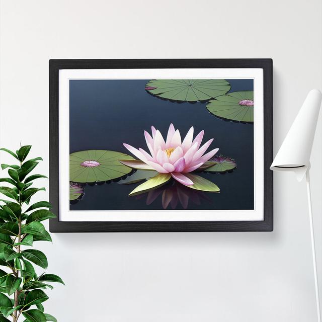 A Luscious Water Lily Flower - Single Picture Frame Print Marlow Home Co. Frame Colour: Black Framed, Size: 25cm H x 34cm W x 2cm D on Productcaster.