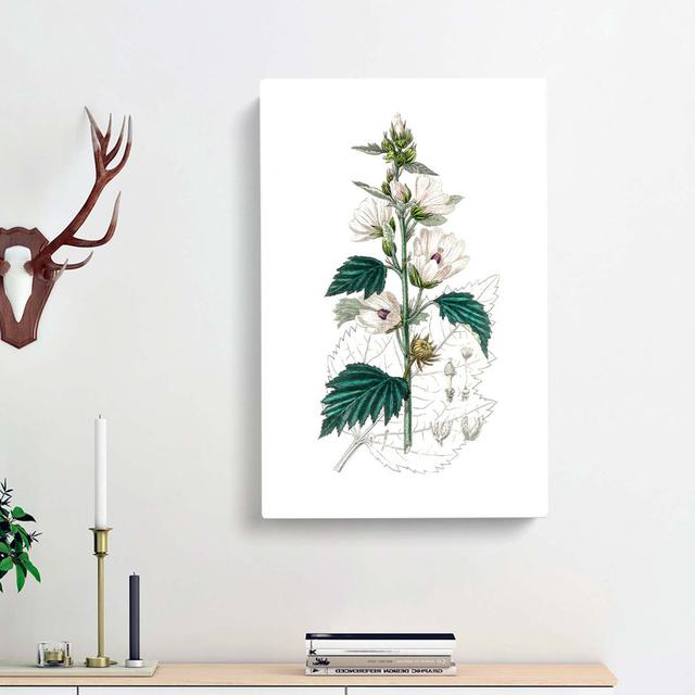 Marsh Mallow Flowers Illustration by Unavailable - Wrapped Canvas Painting Print East Urban Home Size: 60cm H x 40cm W x 3cm D on Productcaster.