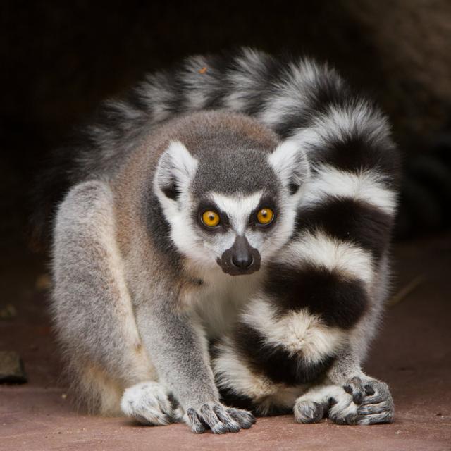 Ringschwanzlemur von CraigRJD - Druck auf Leinwand ohne Rahmen 17 Stories Größe: 122 cm H x 122 cm B on Productcaster.