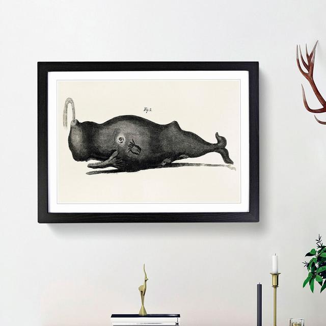 Vintage Toothed Whale Illustration - Picture Frame Drawing Print East Urban Home Frame Option: Black Framed, Size: 36cm H x 48cm W x 2cm D on Productcaster.