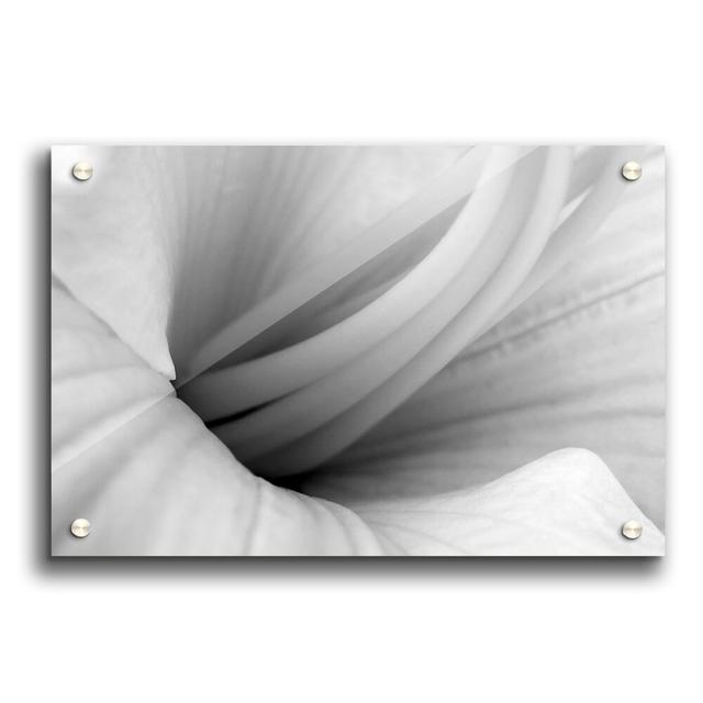 Soft Centre Flowers - Unframed Photograph Print on Acrylic East Urban Home Size: 84.1cm H x 118.9cm W on Productcaster.