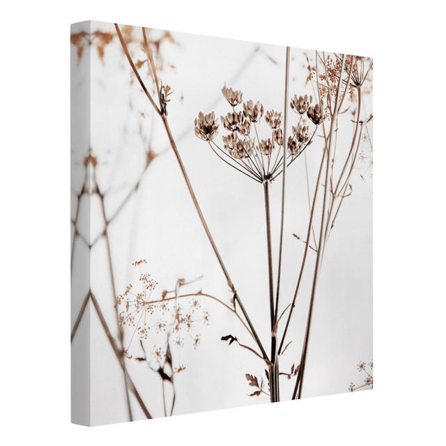 Dried Flowers in the Play of Light - Wrapped Canvas Graphic Art Rosalind Wheeler Format: Canvas 260g/m², Size: 70cm H x 70cm W on Productcaster.