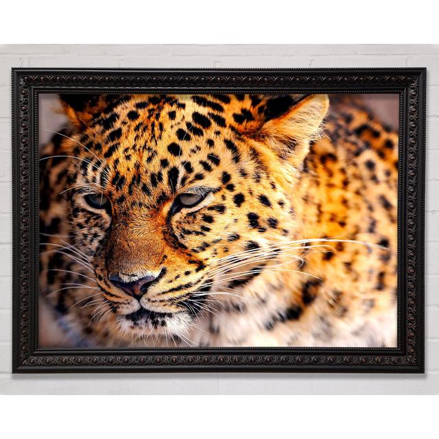 Single Picture Frame Art Prints Bright Star Size: 42cm H x 59.7cm W on Productcaster.