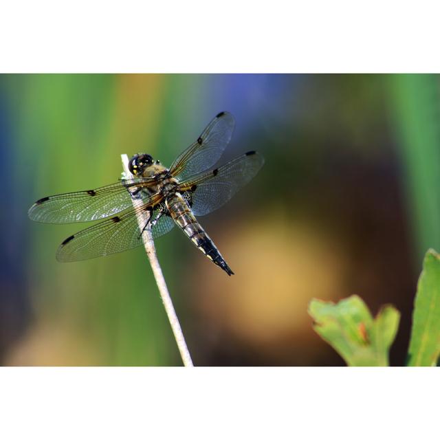 Dragonfly by Jim Muise - Wrapped Canvas Art Prints 17 Stories Size: 20cm H x 30cm W x 1.8cm D on Productcaster.