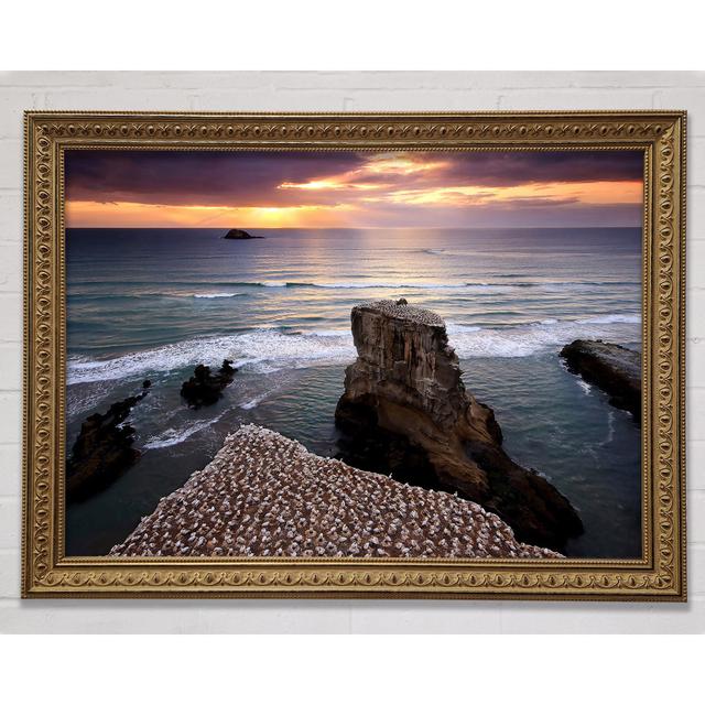 Gannet Colony Framed Print Bright Star Size: 59.7cm H x 84.1cm W x 3cm D on Productcaster.