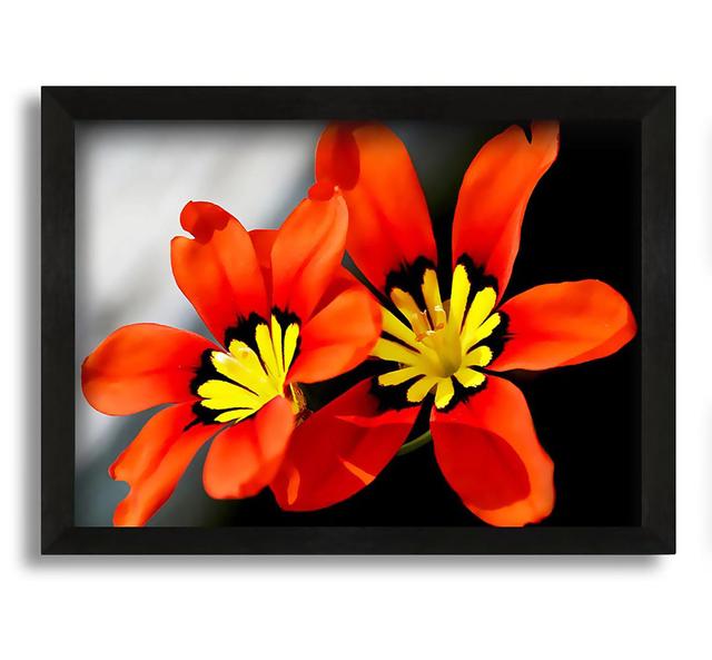 Orange Petaled Beauties - Picture Frame Photograph on Canvas Brayden Studio Size: 60cm H x 84cm W x 10cm D on Productcaster.