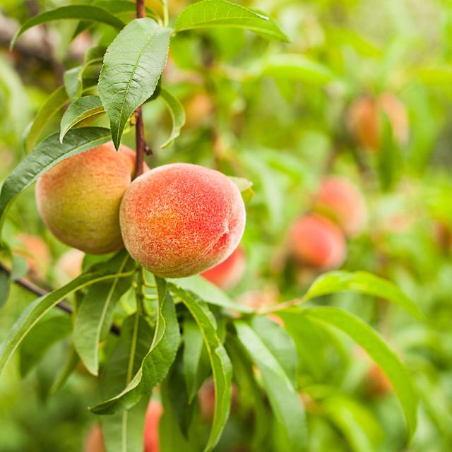 Peaches On A Tree Brambly Cottage Size: 91cm H x 91cm W on Productcaster.