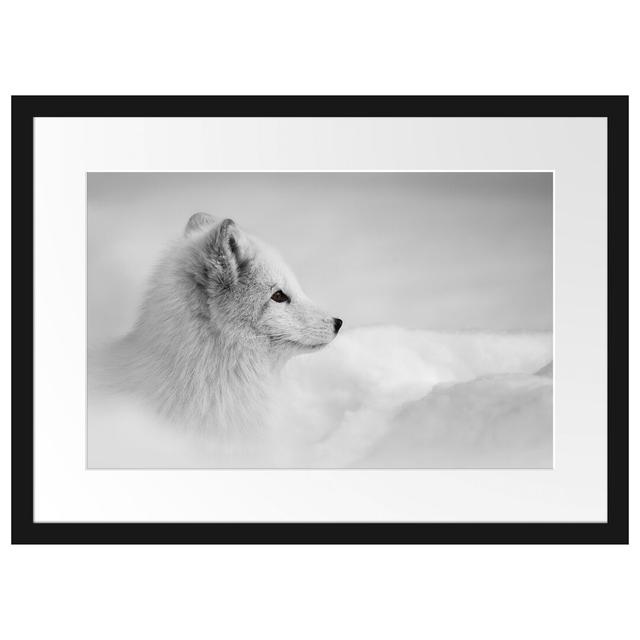 Anmutiger Polarfuchs im Schnee Gerahmter Fotokunstdruck East Urban Home Größe: 40 cm H x 55 cm B x 2,5 cm T, Farbe: Weiß/Grau on Productcaster.