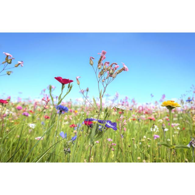 Flower Meadow by AntiMartina - Wrapped Canvas Art Prints 17 Stories Size: 20cm H x 30cm W on Productcaster.