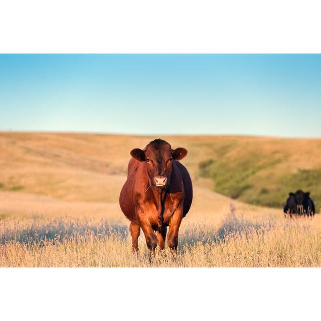 Red Angus Cow - Wrapped Canvas Print Wall Art Production Network Size: 81cm H x 122cm W x 3.8cm D on Productcaster.