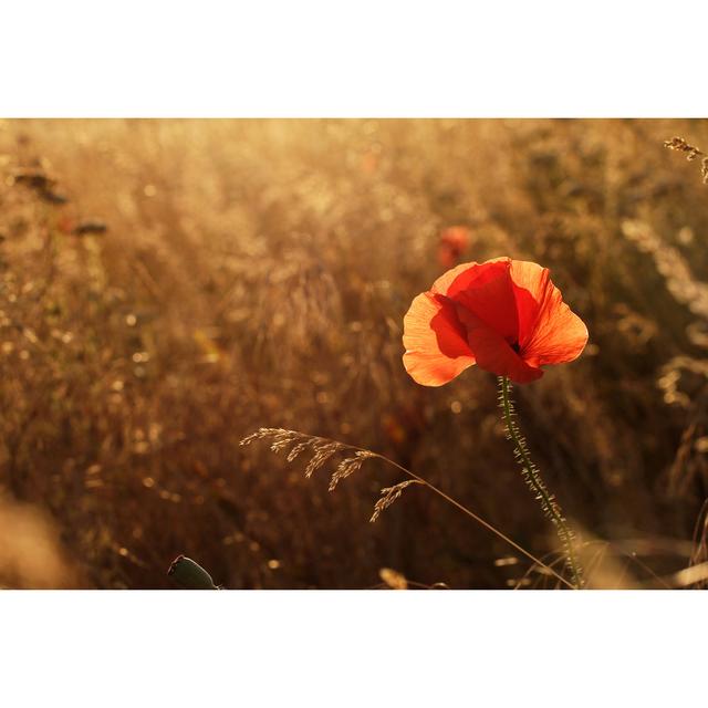 Poppy Field At Sunset Ebern Designs Size: 61cm H x 91cm W x 3.8cm D on Productcaster.