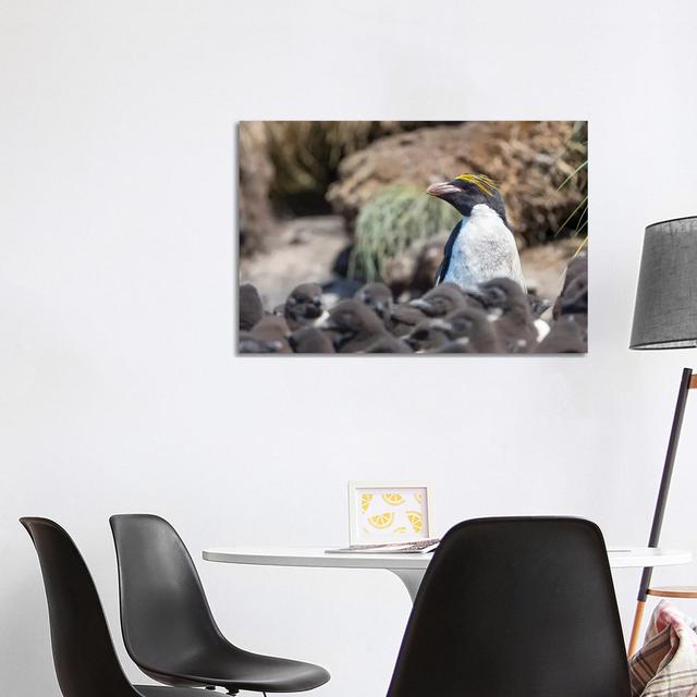 Macaroni Penguin in Colony of Southern Rockhopper Penguins on Bleaker Island, Falkland Islands. by Martin Zwick - Wrapped Canvas Photograph Latitude R on Productcaster.