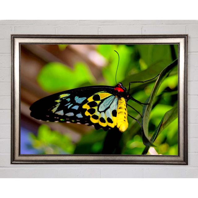 Beautiful Colourful Butterfly - Print August Grove Size: 42cm H x 59.7cm W x 1.5cm D, Format: Gunmetal Framed Paper on Productcaster.