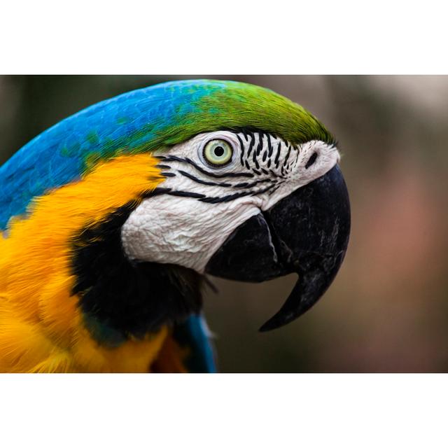 Macaw In Brazil by Andrea E Bruno - Print 17 Stories Size: 30cm H x 20cm W on Productcaster.