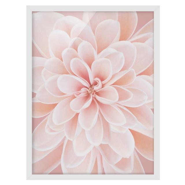 Dahlia in Pastel Pink - Picture Frame Graphic Art Ebern Designs Size: 70cm H x 50cm W x 2cm D, Frame Option: White Framed on Productcaster.