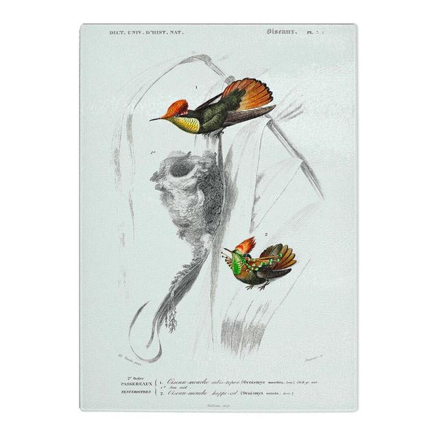 Tempered Glass Bird Illustrations PL.5 by Charles d'Orbigny Chopping Board East Urban Home Size: 39cm W x 28.5cm L on Productcaster.