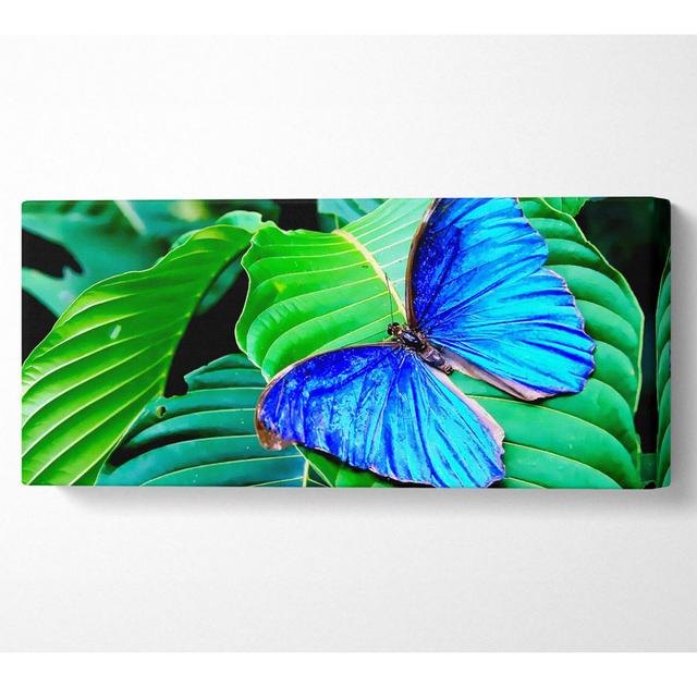 Atemberaubender blauer Schmetterling - Druck Sansibar Home Größe: 50,8 cm H x 121,9 cm B 10 cm T on Productcaster.