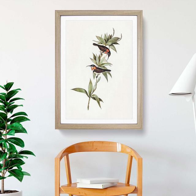 White-Eyebrowed Spinebills by Elizabeth Gould - Picture Frame Painting Print East Urban Home Frame Option: Oak Framed, Size: 36cm H x 27cm W x 2cm D on Productcaster.