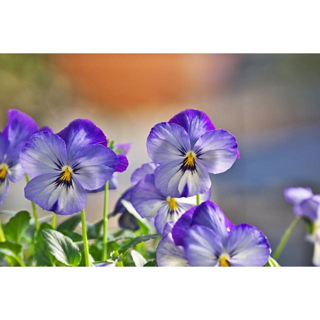 Pansies - Wrapped Canvas Photograph 17 Stories Size: 20cm H x 30cm W on Productcaster.