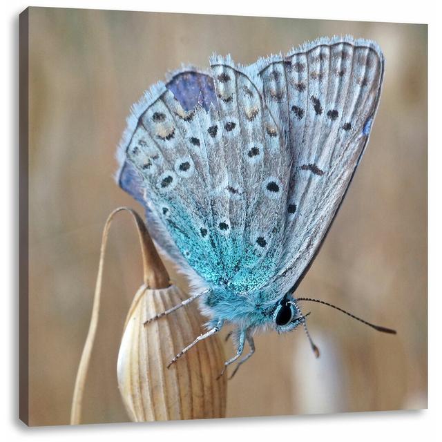 Leinwandbild Blauer Schmetterling auf blauer Blumeblau, Schmetterling, Blume, Natur, Tier East Urban Home Größe: 60 cm H x 60 cm B on Productcaster.