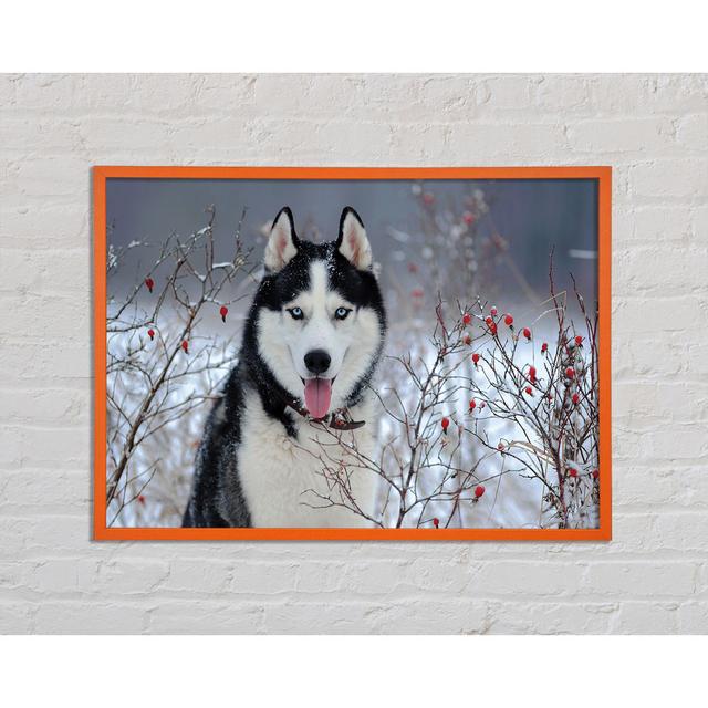 Husky Dog In The Winter Framed Print Wall Art Alpen Home Size: 42cm H x 59.7cm W x 2cm D, Format: Orange Framed Paper on Productcaster.