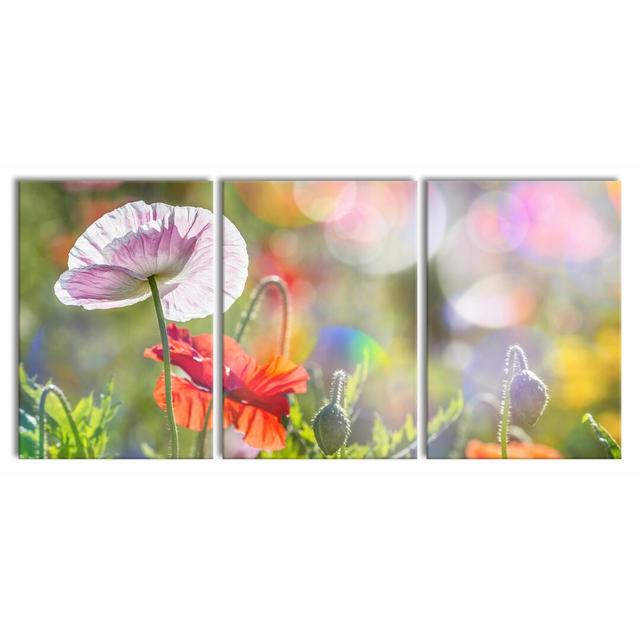 Californian Poppies in Spring - 3 Piece Wrapped Canvas Photograph Print Set East Urban Home Size: 210 cm H x 100 cm W x 2.4 cm D on Productcaster.