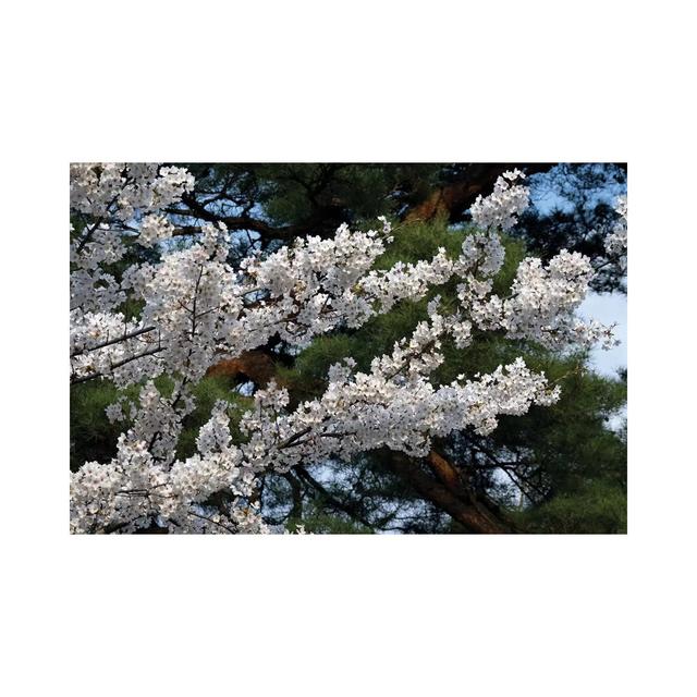 Cherry Blossom Flowers Against Pine Tree, Hiraizumi, Iwate Prefecture, Japan I by Panoramic Images - Wrapped Canvas Print Latitude Run Size: 66.04cm H on Productcaster.