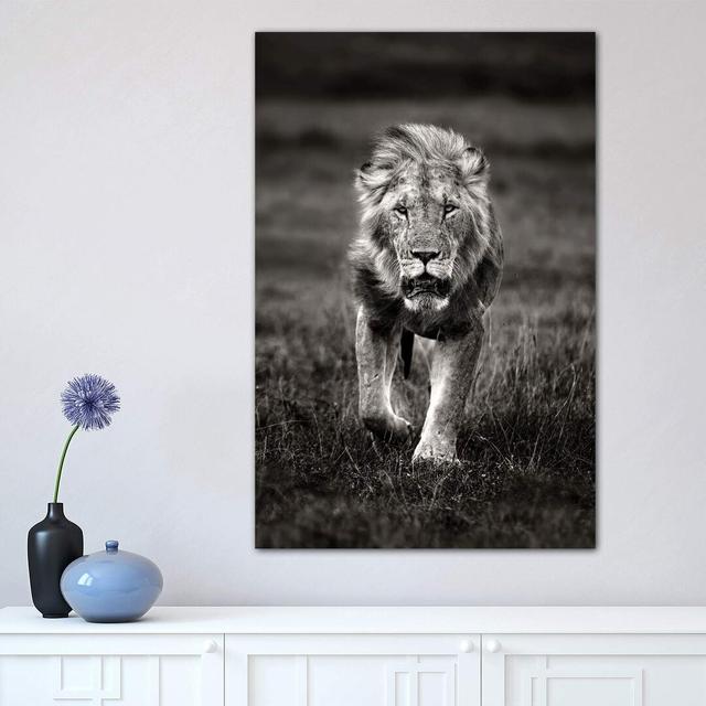 Lion Patrolling by Xavier Ortega - Wrapped Canvas Photograph Print World Menagerie Size: 66.04cm H x 45.72cm W x 3.81cm D on Productcaster.