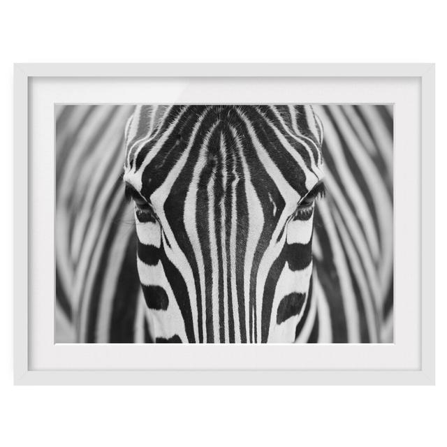 Zebra Look - Picture Frame Photograph Print on Paper East Urban Home Frame Options: Matt white, Size: 40cm H x 55cm W on Productcaster.