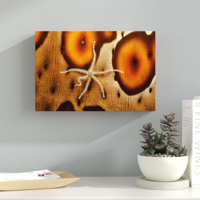 Brittle Starfish by David Fleetham - Wrapped Canvas Photograph Print East Urban Home Size: 40.64cm H x 60.96cm W x 3.81cm D on Productcaster.