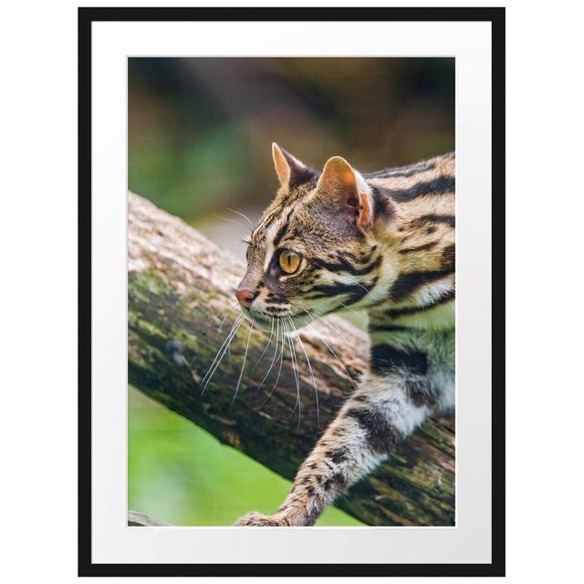 Gerahmtes Fotoposter "Stolzierende Marmorkatze East Urban Home Größe: 55 cm H x 40 cm B x 2,5 cm T, Farbe: Braun/​Grün on Productcaster.