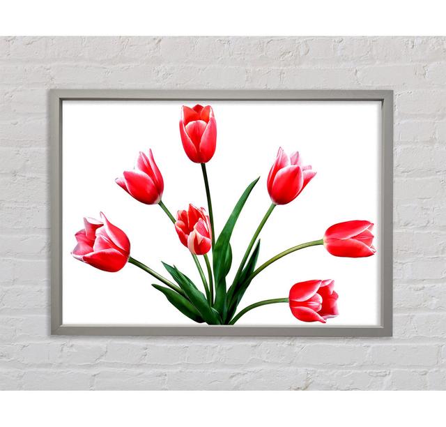 Rote rosa Tulpen - Einzelner Bilderrahmen Kunstdrucke auf Leinwand Bright Star Größe: 84,1 cm H x 118,9 cm B x 3,3 cm T on Productcaster.