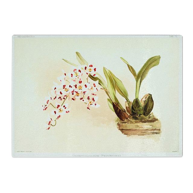 Tempered Glass Magnolia Flowers Illustration Tab. 71 by Frederick Sander Chopping Board East Urban Home Size: 39 cm x 28.5 cm on Productcaster.