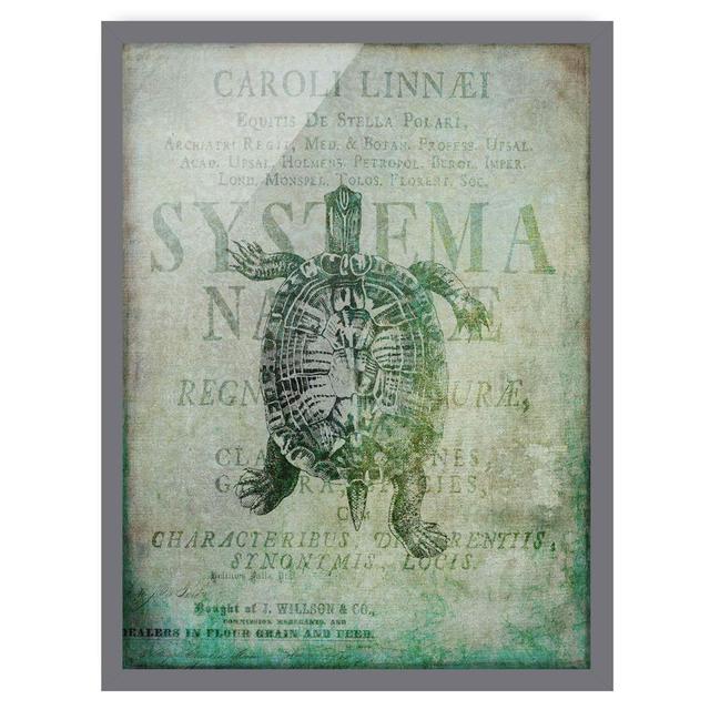 Vintage Collage - Antique Turtle - Picture Frame Graphic Art Bay Isle Home Size: 55cm H x 40cm W x 2cm D, Frame Option: Grey Framed on Productcaster.