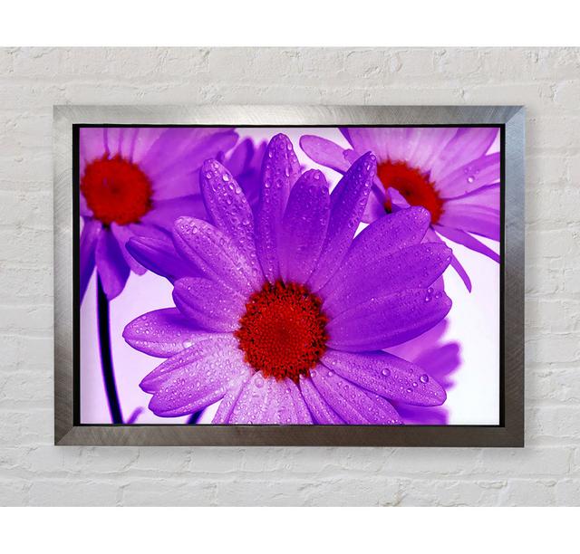 Purple Dew Drop Daisys - Single Picture Frame Art Prints Bright Star Size: 42.1cm H x 59.7cm W x 3.4cm D on Productcaster.