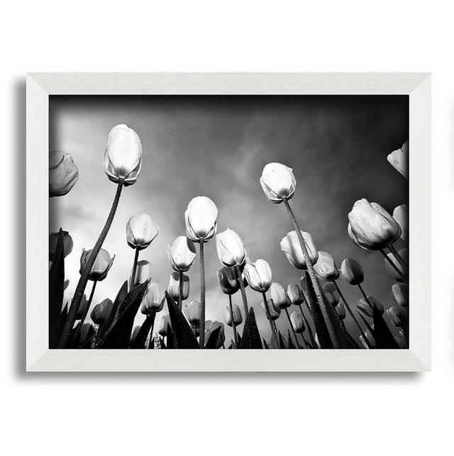 Black and White Tulip Skys - Single Picture Frame Art Prints Latitude Run Size: 29.7cm H x 42cm W on Productcaster.