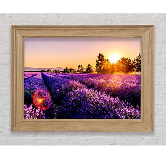 Sunflare Over The Lavender - Print Bright Star Size: 42cm H x 59.7cm W x 8cm D on Productcaster.