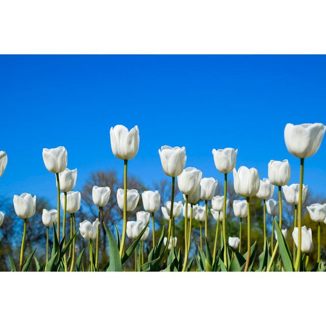 Emzie Tulips Against Blue Sky - Wrapped Canvas Photograph Latitude Run Size: 30cm H x 46cm W x 3.8cm D on Productcaster.