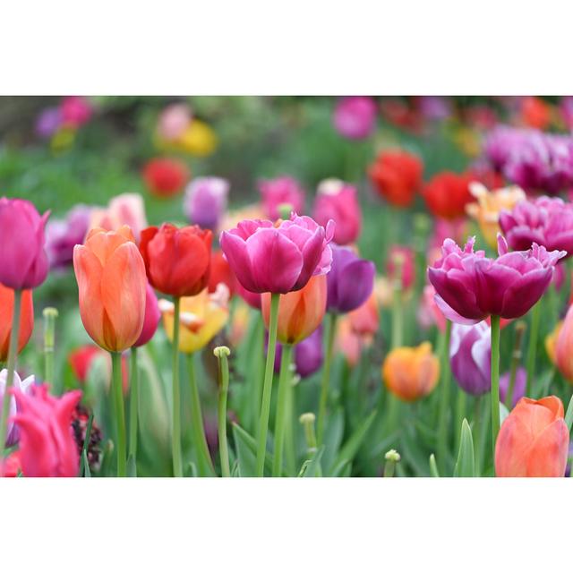 Tulips by Olga Kaya - Wrapped Canvas Art Prints Latitude Run Size: 30cm H x 46cm W on Productcaster.