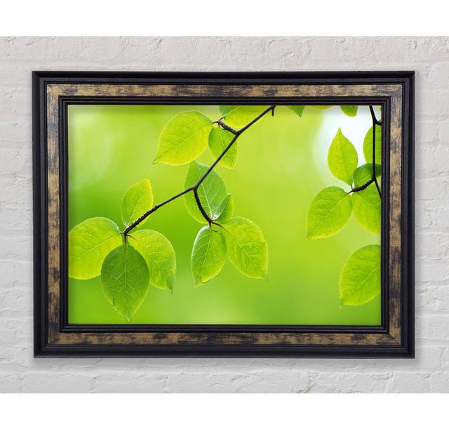 Branch With Green Leaves In The Sun - Single Picture Frame Art Prints Bright Star Size: 59.7cm H x 84.1cm W x 8cm D on Productcaster.