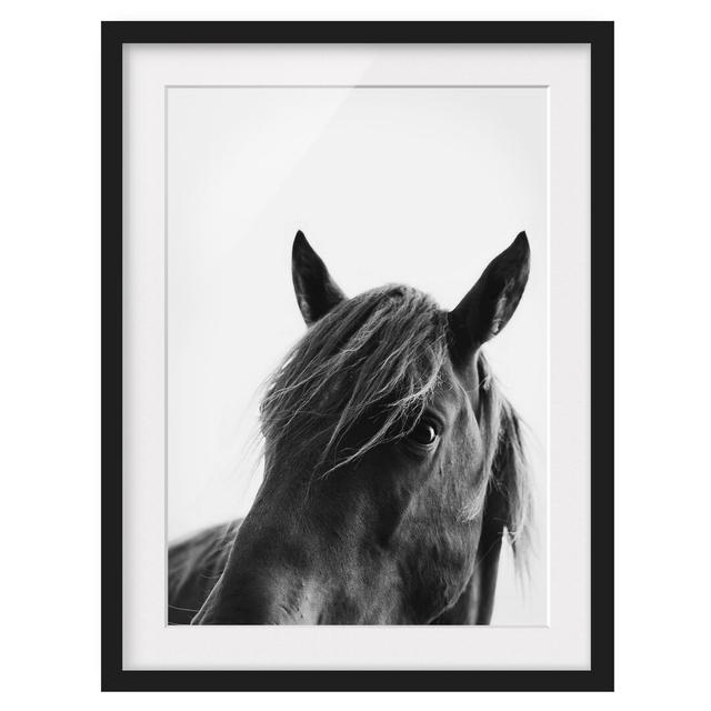 Curious Horse - Picture Frame Graphic Art Marlow Home Co. Size: 100cm H x 70cm W x 2cm D, Frame Option: Black Framed on Productcaster.