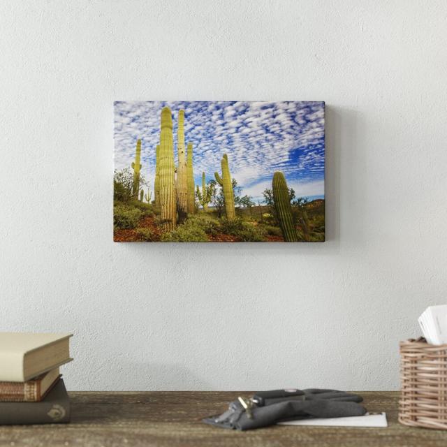 Cacti View III by David Drost - Wrapped Canvas Photograph Print Blue Elephant Size: 20cm H x 30cm W on Productcaster.