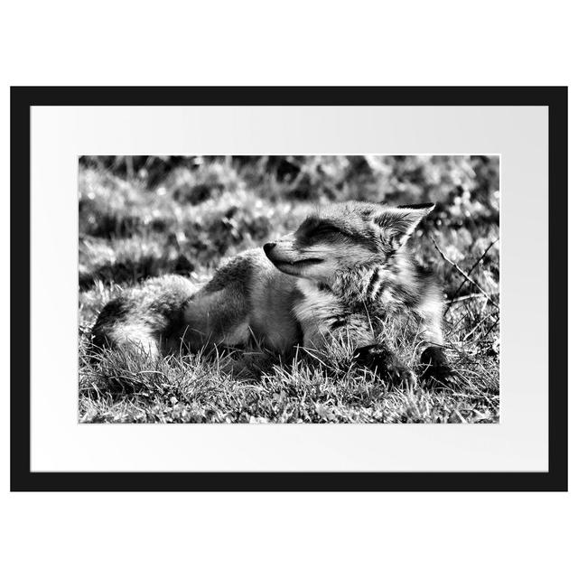 Gerahmtes Poster Kleiner Fuchs auf Wiese East Urban Home Größe: 40 cm H x 55 cm B on Productcaster.