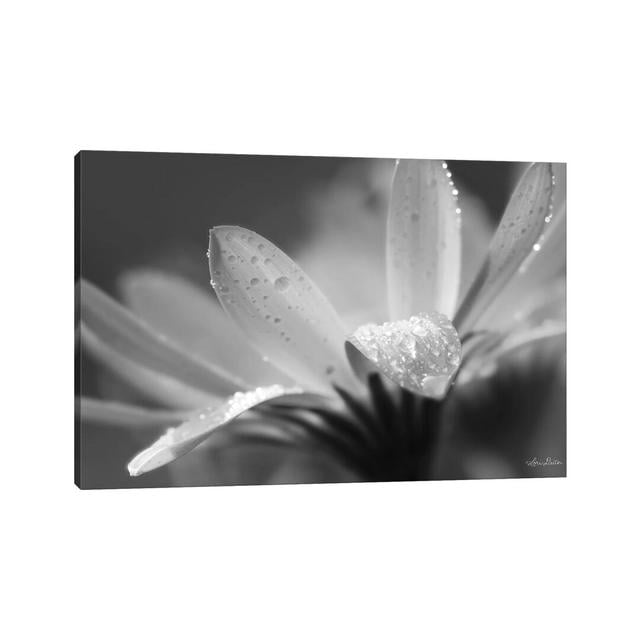 Daisy by Lori Deiter - Wrapped Canvas Print Latitude Run Size: 20.32cm H x 30.48cm W x 1.905cm D on Productcaster.